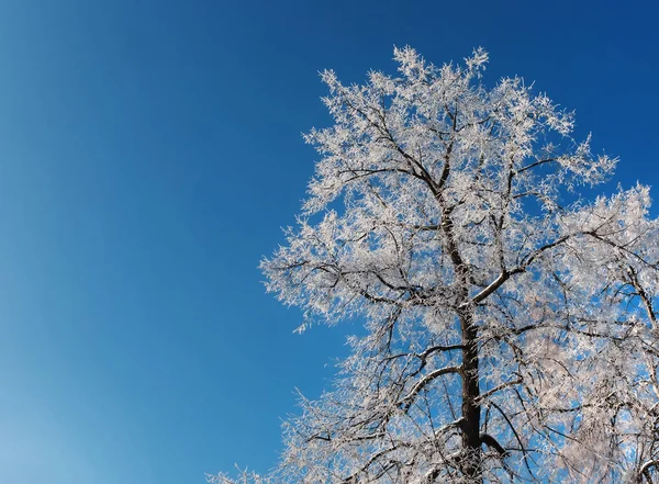 Hoarfrost em ramos de uma árvore — Fotografia de Stock