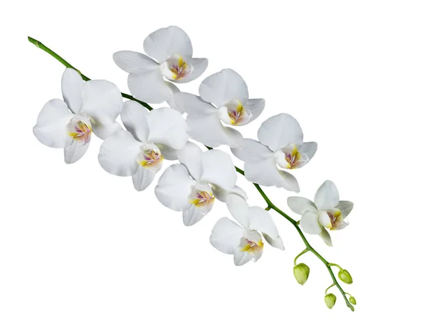Матова орхідея на білому — стокове фото