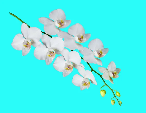 Mavi üzerine güve orkidesi — Stok fotoğraf