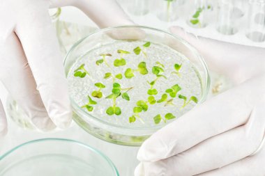 Laboratuvar klonlanmış sebze