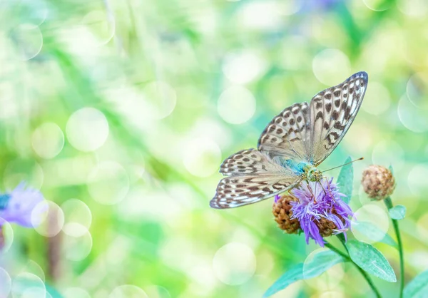 Vlinder op een bloem — Stockfoto