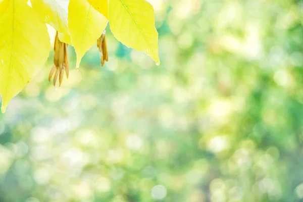 Autumn background with yellow leaves — Stock Photo, Image