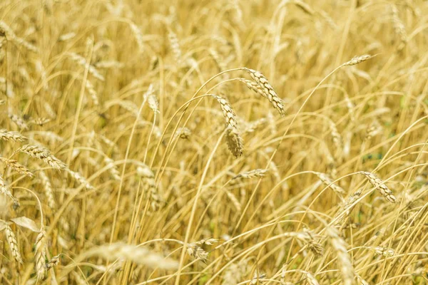 Primer plano del trigo maduro —  Fotos de Stock