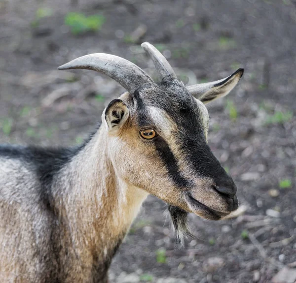 Portrait of a domestic goat — Stock Photo, Image