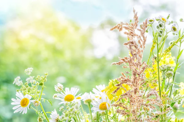 Boeket van verschillende wilde bloemen — Stockfoto