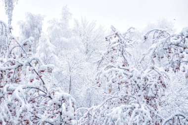 Beyaz karlı kış parkı