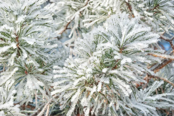 Rami di pino coperto hoarfrost — Foto Stock