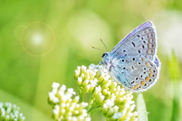 Blauwe vlinder op een witte bloem — Stockfoto