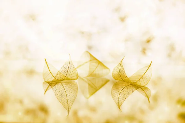 Fairytale wallpaper with transparent white leaves — Stock Photo, Image