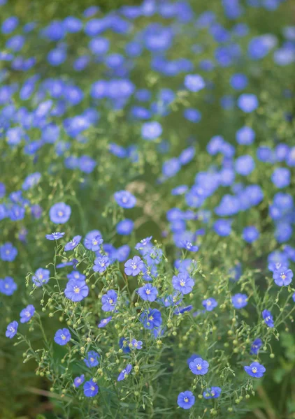 오일 아마의 푸른 꽃 — 스톡 사진