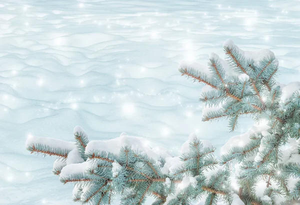 Spruce grenar på en vit bakgrund — Stockfoto