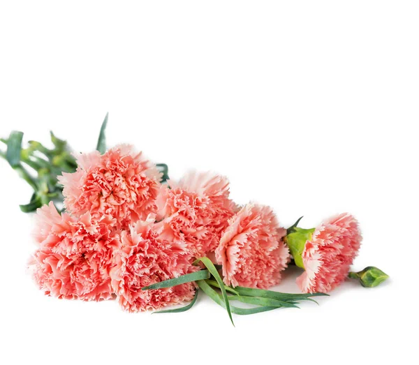 Bouquet of pink carnations — Stock Photo, Image