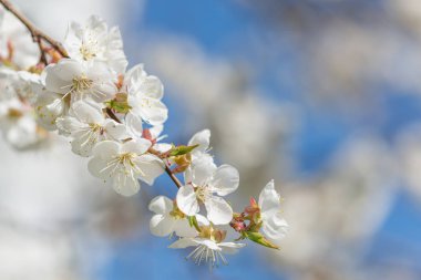 Çiçek açan beyaz çiçekli kiraz dalı