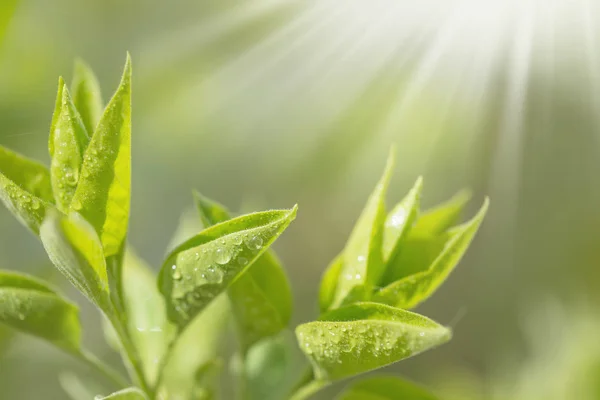 Green leaves growing in spring with dew drops — Stock Photo, Image