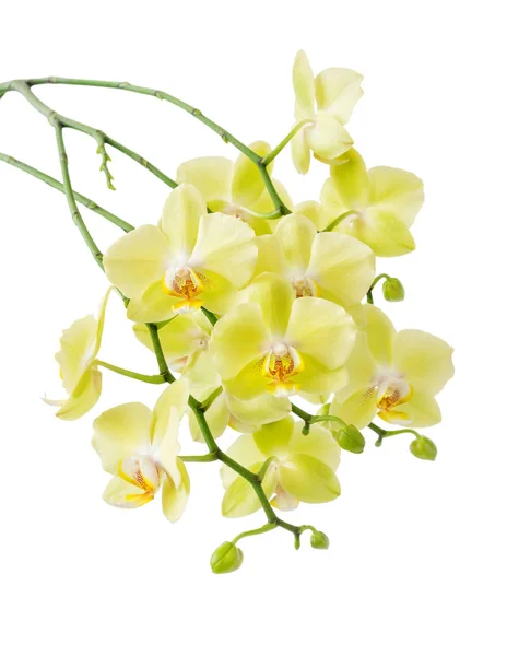 Orquídea Floração Amarela — Fotografia de Stock