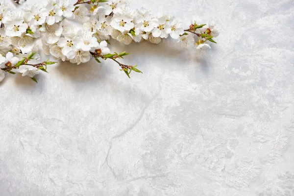 Kwitnące gałązki wiśni na marmurowej powierzchni — Zdjęcie stockowe