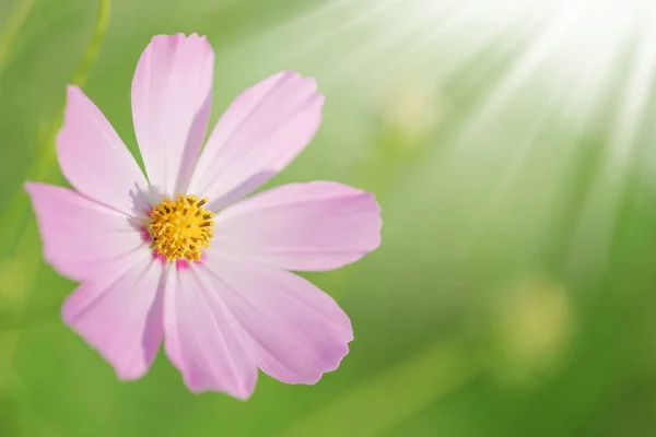 Pink Cosmos flowe on the green background — 스톡 사진