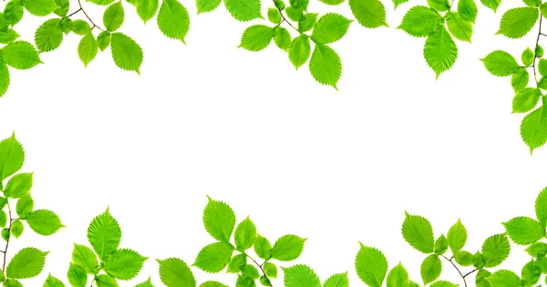 Rama gałąź z zielony liść na biały — Zdjęcie stockowe