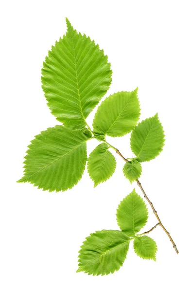 Cabang dengan daun hijau pada putih — Stok Foto