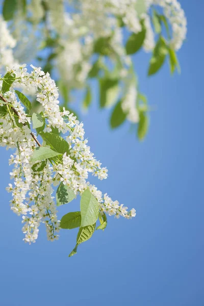 Flores de cerezo pájaro contra el cielo azul —  Fotos de Stock