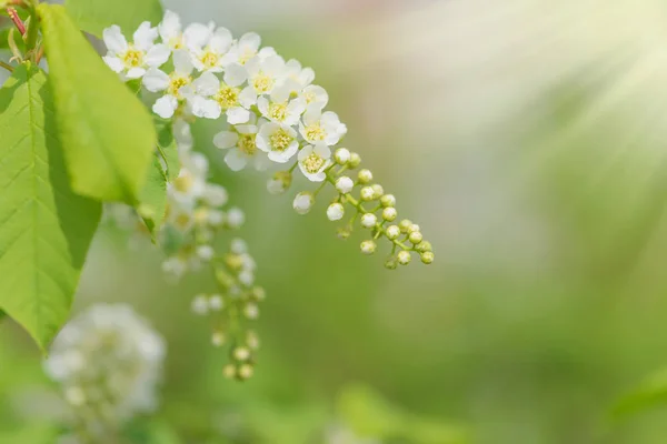 Blossoming bird cherry with white flowers — 스톡 사진