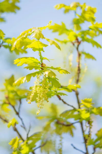 Zweige einer Eiche mit jungen grünen Blättern und männlichen Blüten — Stockfoto