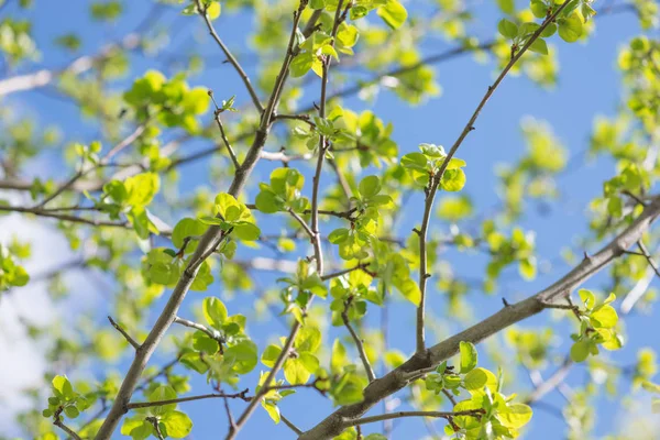 Äste von Apfelbaum mit jungen grünen Blättern — Stockfoto