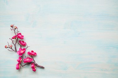 Bahar arka plan mavi boyalı kurulu bir sınır pembe çiçeklerle kaplı kiraz çiçeklenme şube şubesi ile