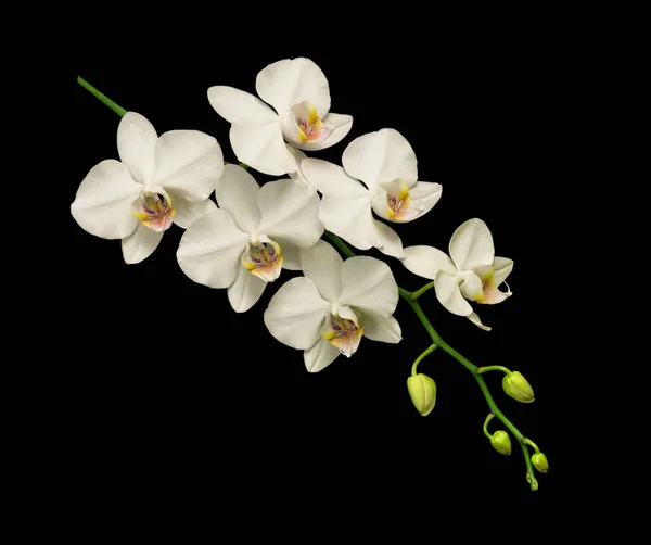 Branch Phalaenopsis Orchid White Flowers Several Buds Isolated Black Background — Stock Photo, Image