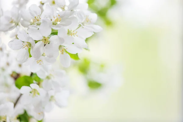 White Apple Tree Flowers Close Spring Garden Space Text — Stock Photo, Image