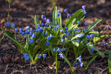 Sibirya squill (Scilla siberica) veya ormandaki mavi kardelen. İlk bahar çiçekleri yeşil yaprakları
