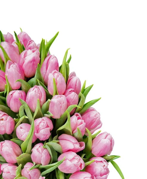 Bouquet Fiori Tulipani Rosa Freschi Primo Piano Isolato Sfondo Bianco — Foto Stock