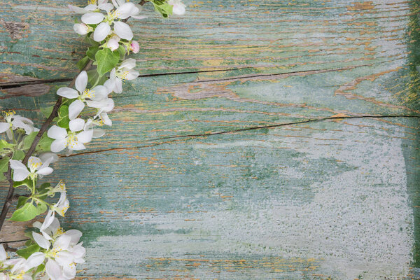 Abstract spring background of old painted blue board with flowering apple tree branch covered with white flowers