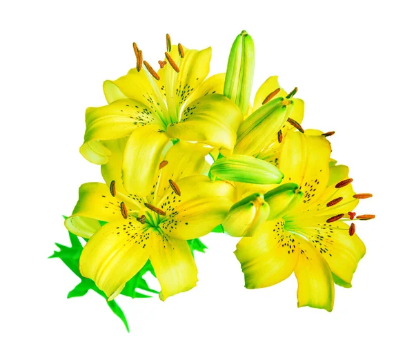 Belo Buquê Flores Grandes Lírios Amarelos Brilhantes Isolado Fundo Branco — Fotografia de Stock
