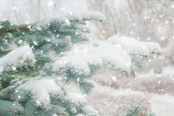 Gałęzie Niebieskiego Świerku Obficie Pokryte Śniegiem Podczas Opadów Śniegu Zbliżenie — Zdjęcie stockowe
