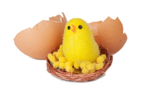 Pollo Mullido Amarillo Recién Nacido Nido Fondo Una Cáscara Huevo —  Fotos de Stock