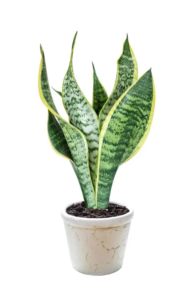 House Plant Sansevieria White Ceramic Flower Pot Isolated White Background — Stock Photo, Image