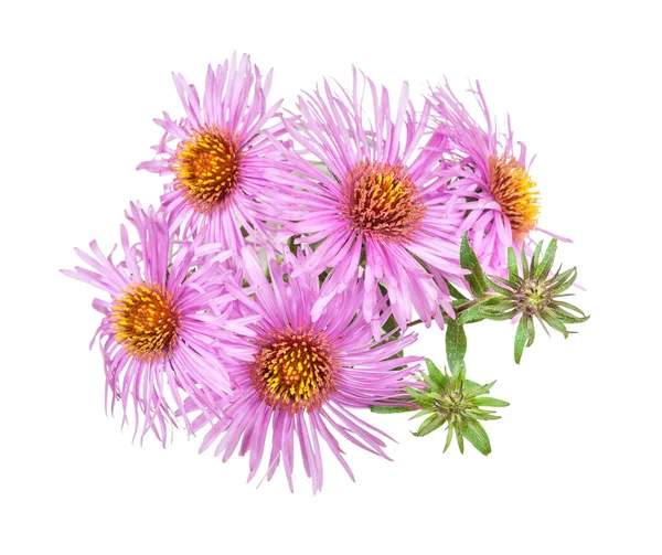 Bouquet Small Pink Chrysanthemum Flowers Isolated White Background — Stock Photo, Image