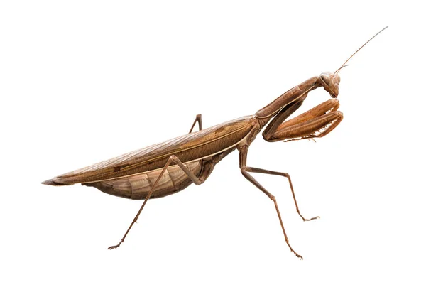 Große Braune Europäische Gottesanbeterin Mantis Religiosa Isoliert Auf Weißem Hintergrund — Stockfoto