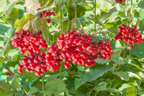 Bunch of red viburnum berries on a branch of the tree with green leaves. Great harvest of rip berries in the garden