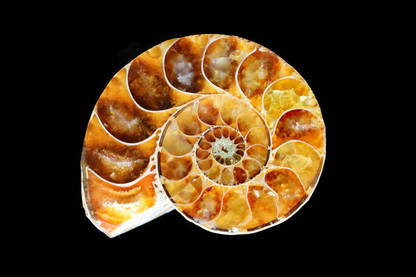 Half-sawn fossilized ammonite isolated on a black background