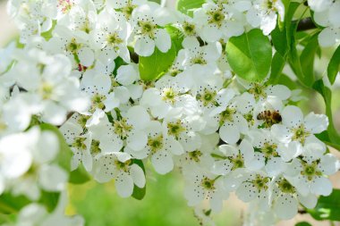 Bir arı bahar bahçesindeki beyaz armut çiçeklerinden nektar toplar.