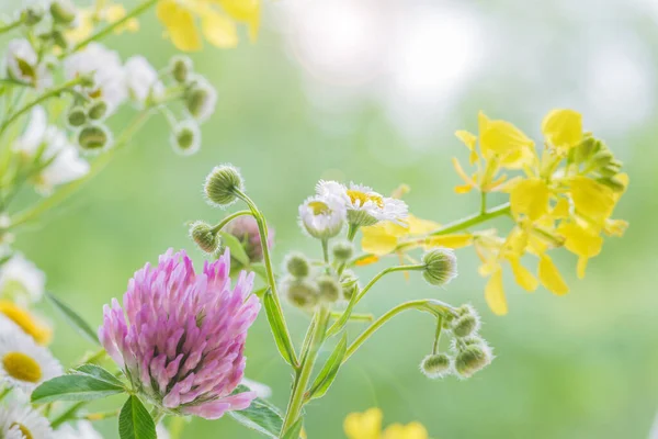 Verschillende Veelkleurige Wilde Bloemen Natuurlijke Groene Achtergrond Close Buiten — Stockfoto