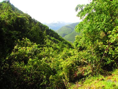 And Dağları 'ndaki yeşil orman. Cerro las vizcachas, Şili