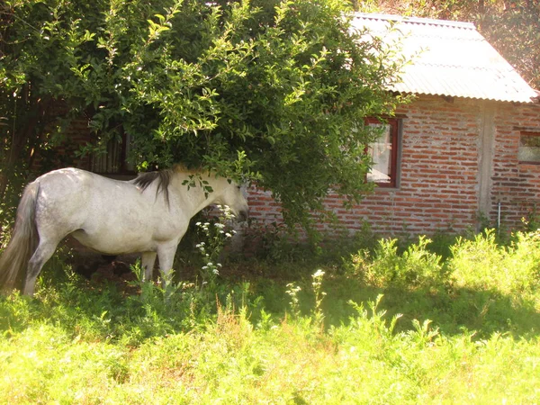 Cavallo Nella Natura Fotografia Animali — Foto Stock