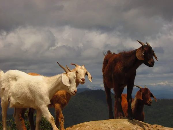 Ziege Anden Gebirge Kaninchen Zentralchile — Stockfoto