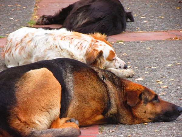 Groups of dogs sleeping on the street