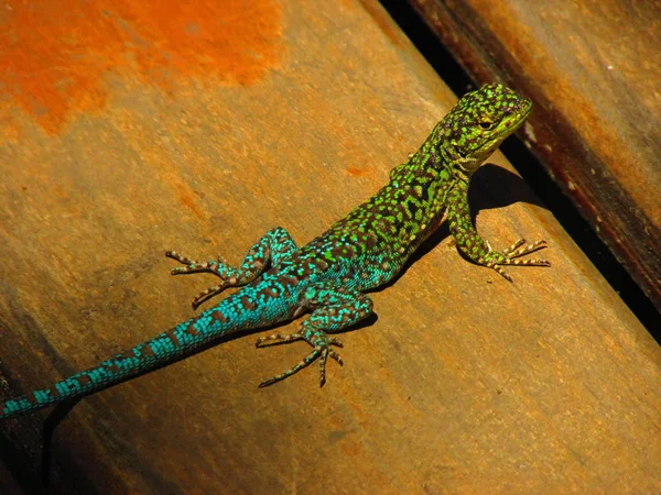 Flora Fauna Del Cile Lagartija Esbelta Liolaemus Tenuis — Foto Stock