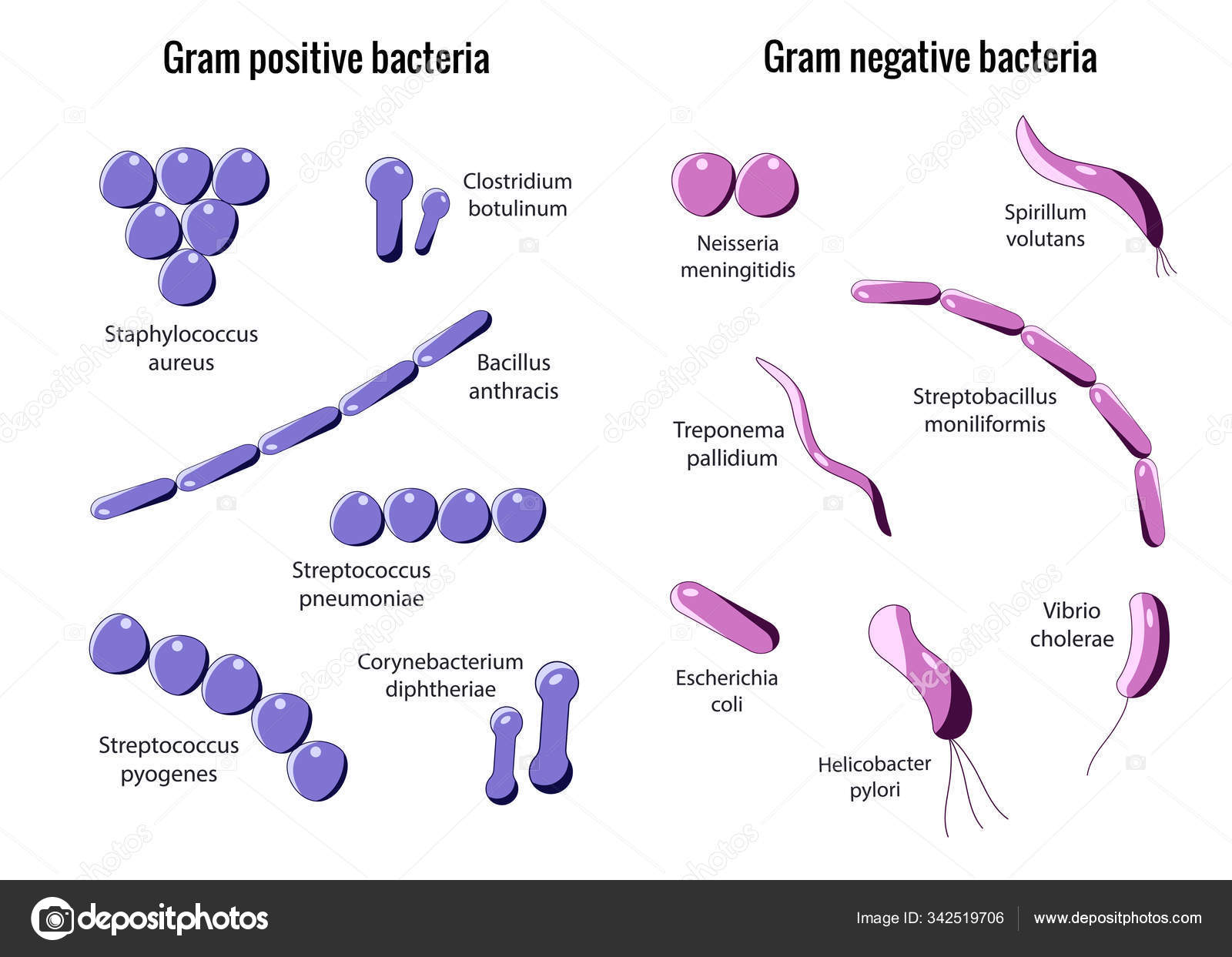 Bacterias grampositivas y gramnegativas: fotografía de stock © Airen ...