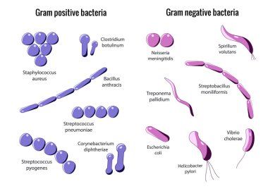 Gram pozitif ve Gram negatif bakteriler